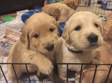 Golden Retriever puppies for adoption Image eClassifieds4U
