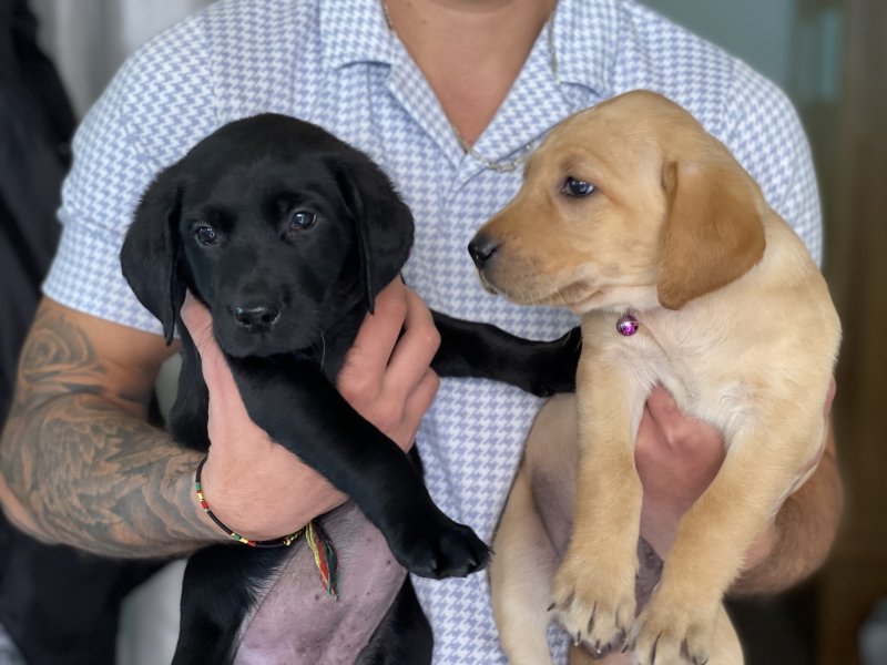 Stunning Golden/ Black retriever pups for adoption... Image eClassifieds4u