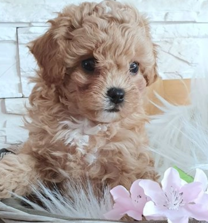 🎀Cavapoochon 🎀 READY TO LEAVE TO NEW HOMES 🎀 Image eClassifieds4u