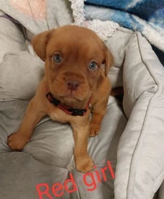 Dogue De Bordeaux puppies for sale Image eClassifieds4u