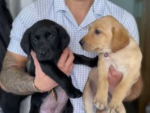 Stunning Golden/ Black retriever pups for adoption...