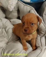 Dogue De Bordeaux puppies for sale