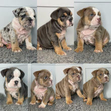 ⭐️English Bulldog Puppies for adoption ⭐️