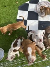 American Bulldog Pups for ADOPTION..