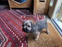 Beautiful Border Terrier puppies