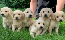 Beautiful Golden Retriever Puppies for Sale