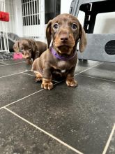 Beautiful miniature smooth hair dachshund puppies for adoption.. !!!!
