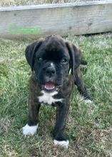 Beautiful Pedigree boxer puppies for adoption.