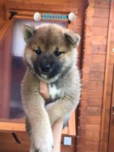 Beautiful Shiba Inu puppies for adoption
