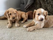 Beautiful Working C0cker spaniel puppies ready for loving homes..!!!