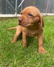Home Bred Hungarian Vizsla puppies available