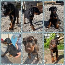 KC REG DOBERMAN puppies for adoption