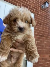 Miniature toy POODLE puppies