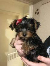 Beautiful t-cup/miniature Yorkshire terrier puppies