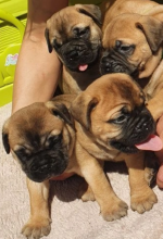 ONLY 3 LEFT! KC reg, quality Bulmastiff puppies