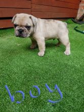 Outstanding French bulldog puppies