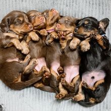 PRA Clear Long hair Mini Dachshund puppies