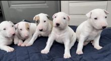 Quality chunky bull terrier puppies for adoption