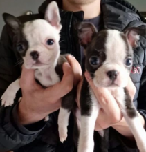 Ready to go kc registered Boston terrier puppies.