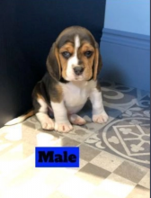 Sweet puppies beagle for sale