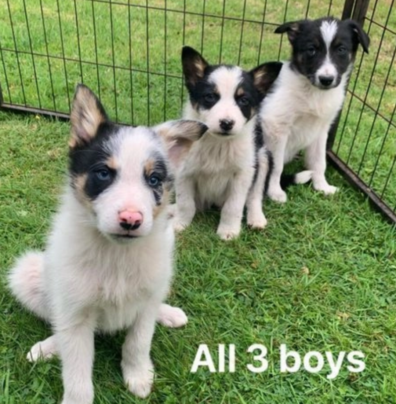 Beautiful Border Collie and Blue Merle Puppies Image eClassifieds4u