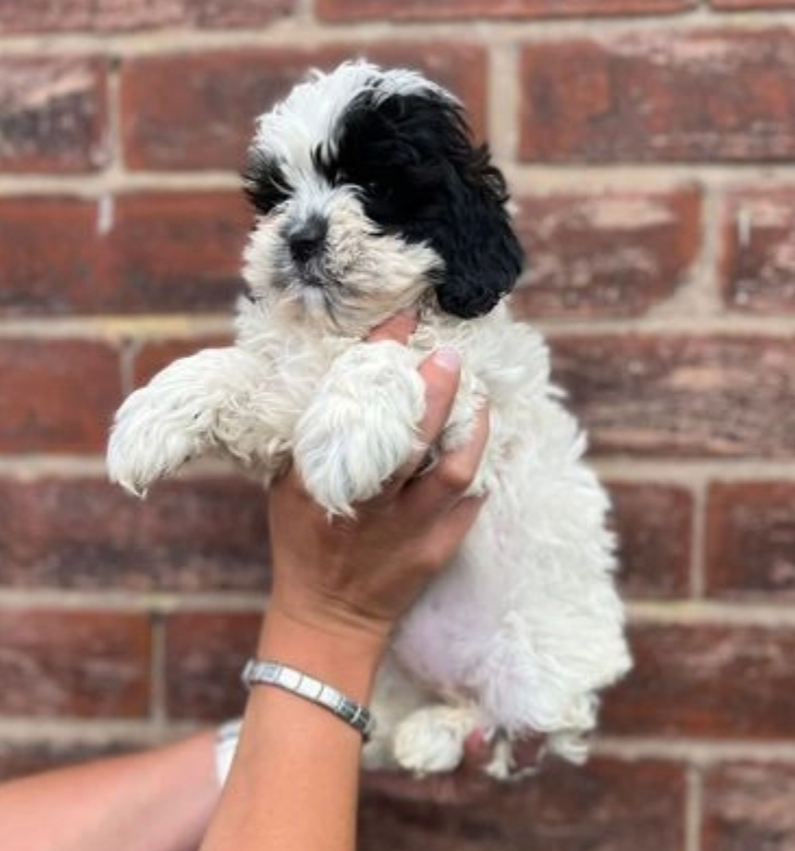beautiful litter of Shihpoos looking for forever homes Image eClassifieds4u