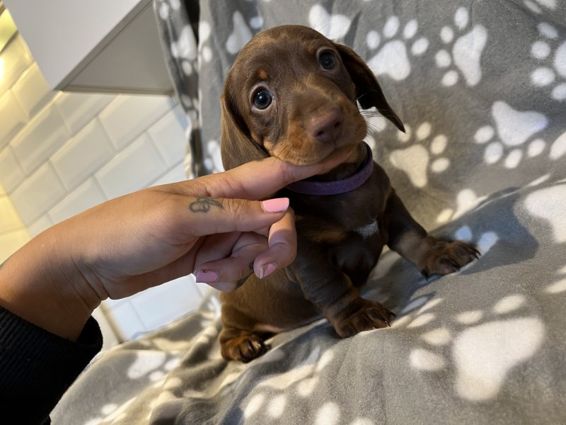 Beautiful miniature smooth hair dachshund puppies for adoption.. !!!! Image eClassifieds4u