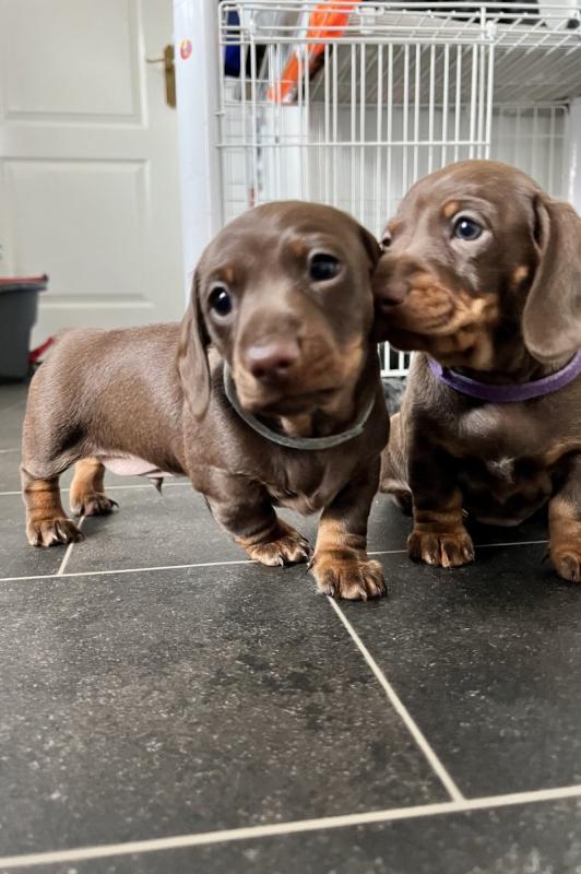 Beautiful miniature smooth hair dachshund puppies for adoption.. !!!! Image eClassifieds4u