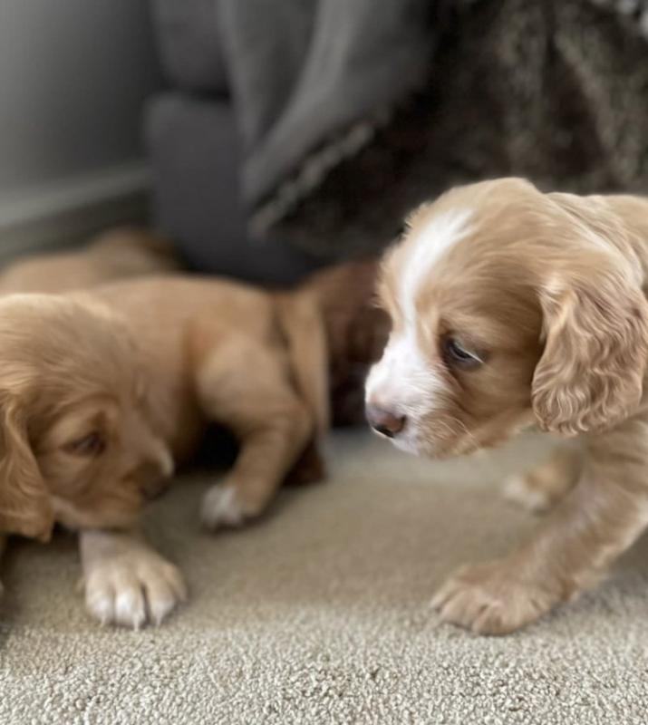 Beautiful Working C0cker spaniel puppies ready for loving homes..!!! Image eClassifieds4u