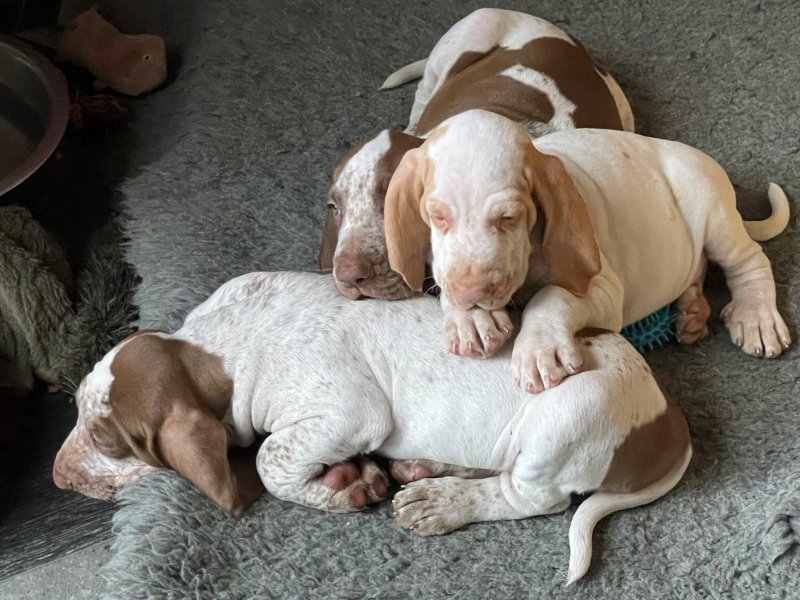 Bracco Italiano puppies ready for adoption Image eClassifieds4u