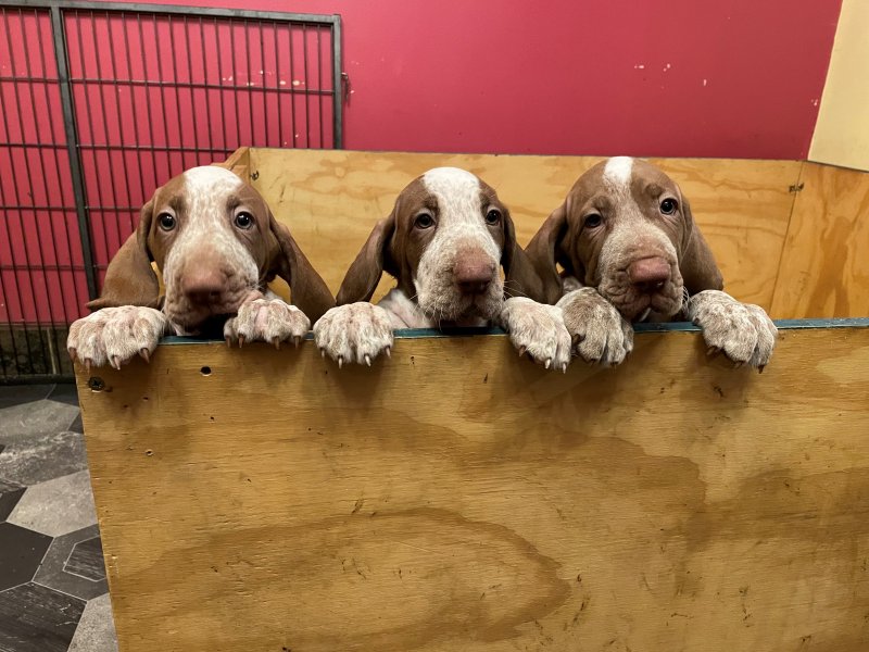 Bracco Italiano puppies ready for adoption Image eClassifieds4u