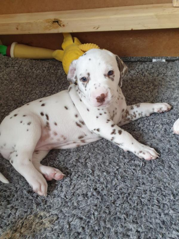 Dalmatian puppies available Image eClassifieds4u