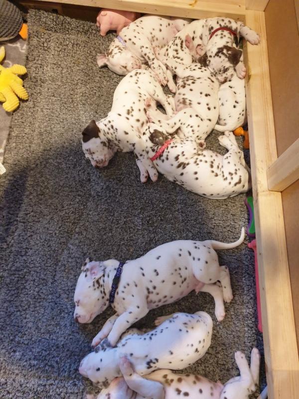 Dalmatian puppies available Image eClassifieds4u