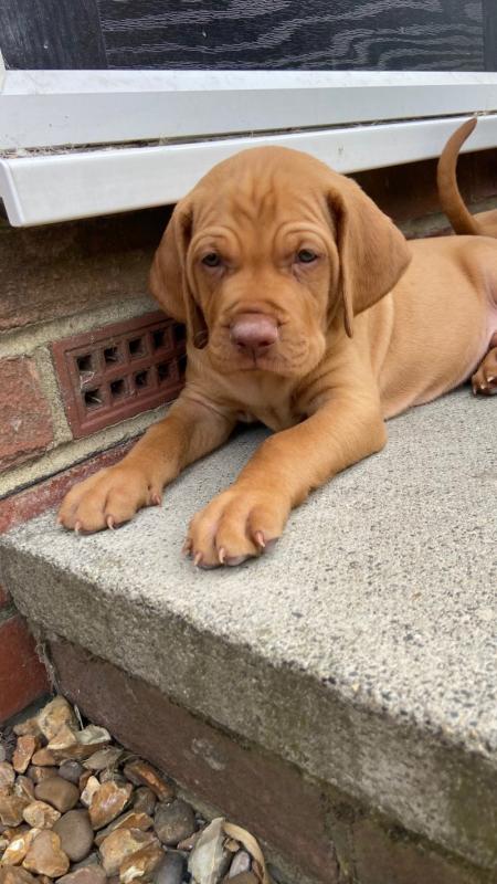 Home Bred Hungarian Vizsla puppies available Image eClassifieds4u