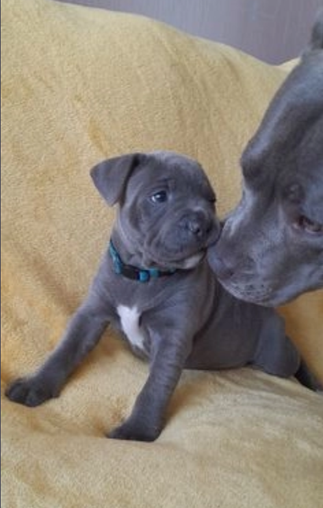 kc reg blue Staffy pups for sale Image eClassifieds4u
