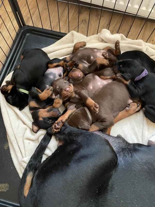 KC REG DOBERMAN puppies for adoption Image eClassifieds4u