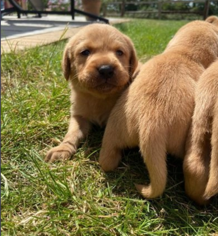 Labrador Puppies Ready to Leave Now ! Image eClassifieds4u