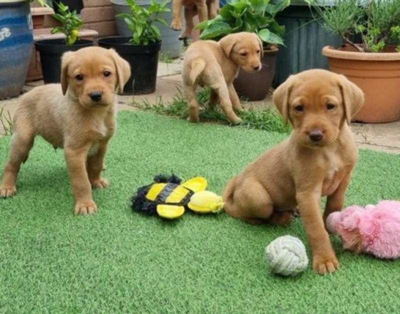 Labrador Puppies Ready to Leave Now ! Image eClassifieds4u