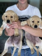 Stunning Golden/ Black retriever pups for adoption... Image eClassifieds4u 2