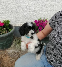 🎀Cavapoochon 🎀 READY TO LEAVE TO NEW HOMES 🎀 Image eClassifieds4u 1