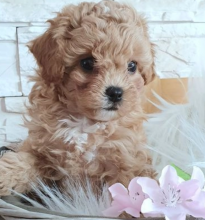 🎀Cavapoochon 🎀 READY TO LEAVE TO NEW HOMES 🎀 Image eClassifieds4u 3