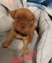 Dogue De Bordeaux puppies for sale Image eClassifieds4u 3