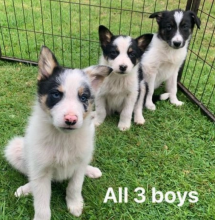 Beautiful Border Collie and Blue Merle Puppies Image eClassifieds4u 3