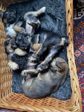 Beautiful Border Terrier puppies Image eClassifieds4u 3