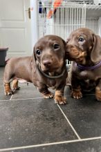 Beautiful miniature smooth hair dachshund puppies for adoption.. !!!! Image eClassifieds4u 3