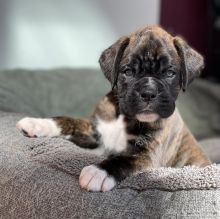 Beautiful Pedigree boxer puppies for adoption. Image eClassifieds4u 2