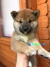 Beautiful Shiba Inu puppies for adoption Image eClassifieds4u 2