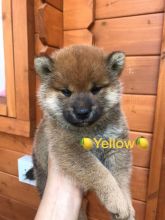 Beautiful Shiba Inu puppies for adoption Image eClassifieds4u 3