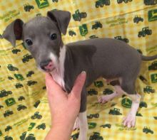 Healthy Greyhound puppies for adoption...!! Image eClassifieds4u 2