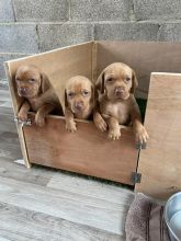 Home Bred Hungarian Vizsla puppies available Image eClassifieds4u 3
